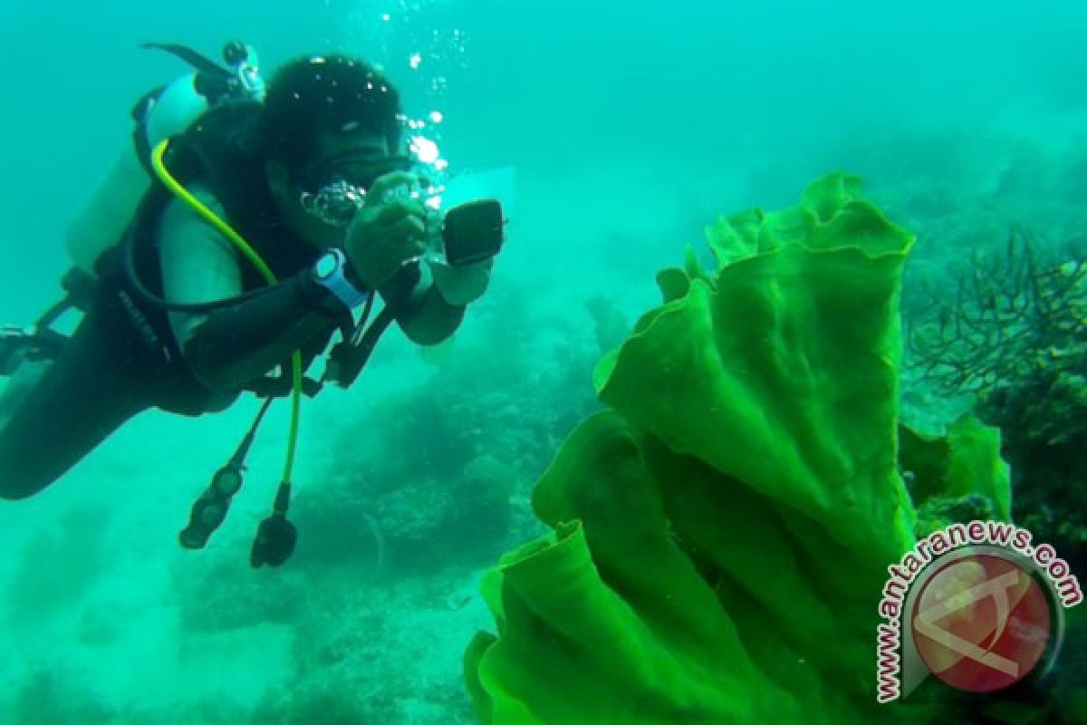 Puluhan komunitas ikuti lomba foto bawah laut