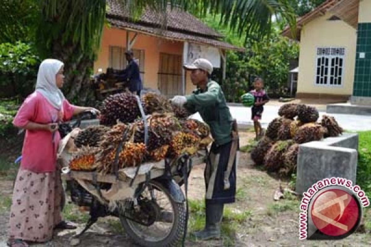 Petani Sawit Tulangbawang Barat Keluhkan Harga Merosot 