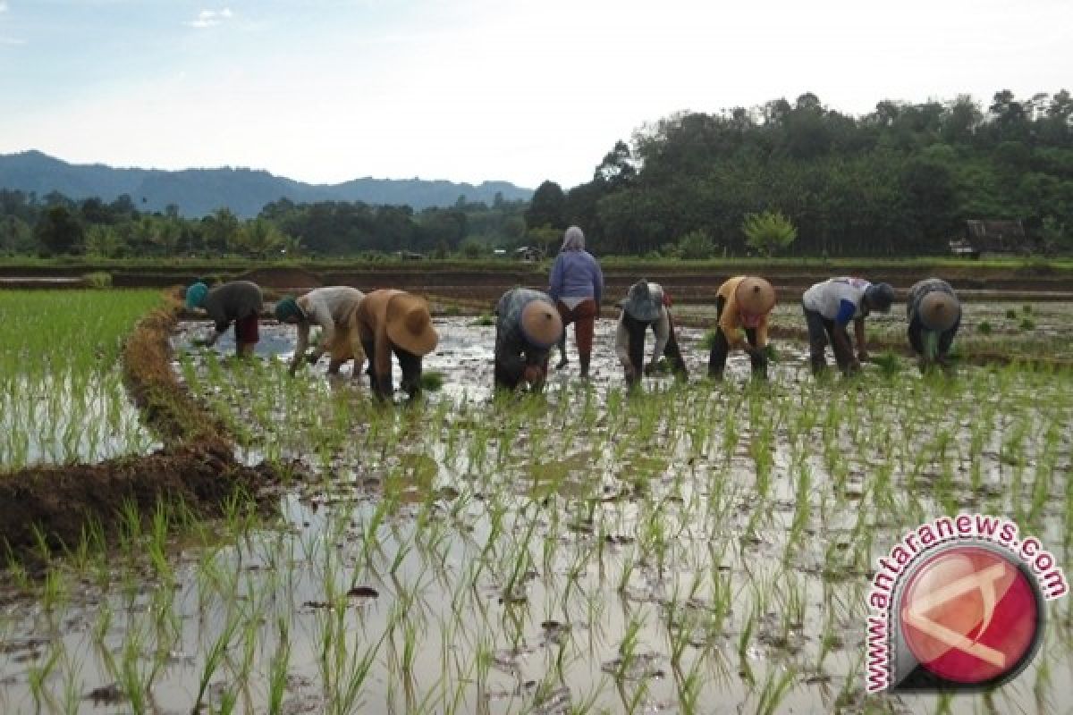 Tabalong Dapat Bantuan Cetak Sawah 1.000 Hektare 