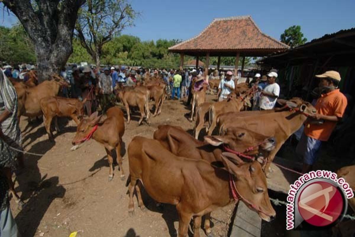 Disnak Pamekasan Temukan Sapi Kurban Berpenyakitan