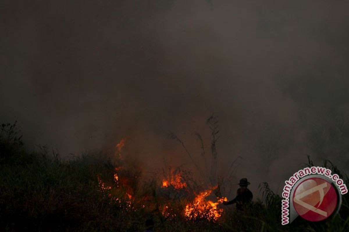 Tanaman edelweis di Gunung Papandayan terbakar