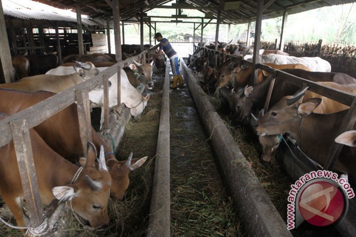 Disnakan targetkan populasi  sapi capai 11 ribu ekor