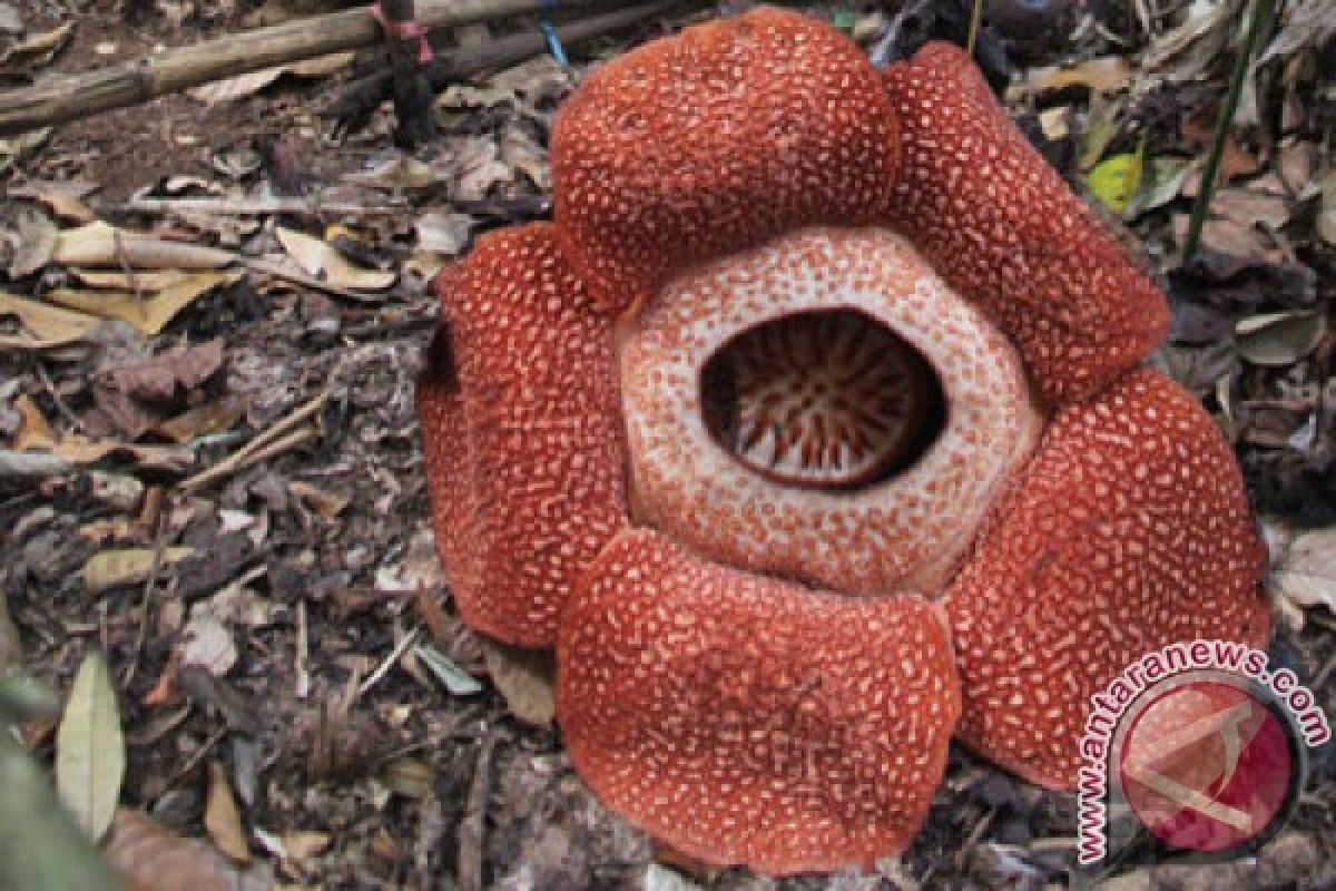 Banyak misteri Rafflesia belum terungkap