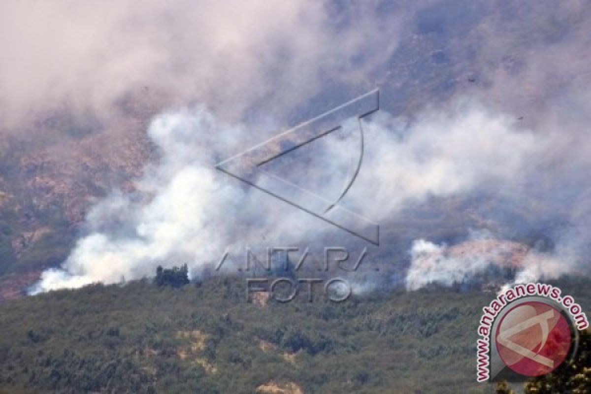 Kawasan Tanaman Edelweis Papandayan Terbakar 