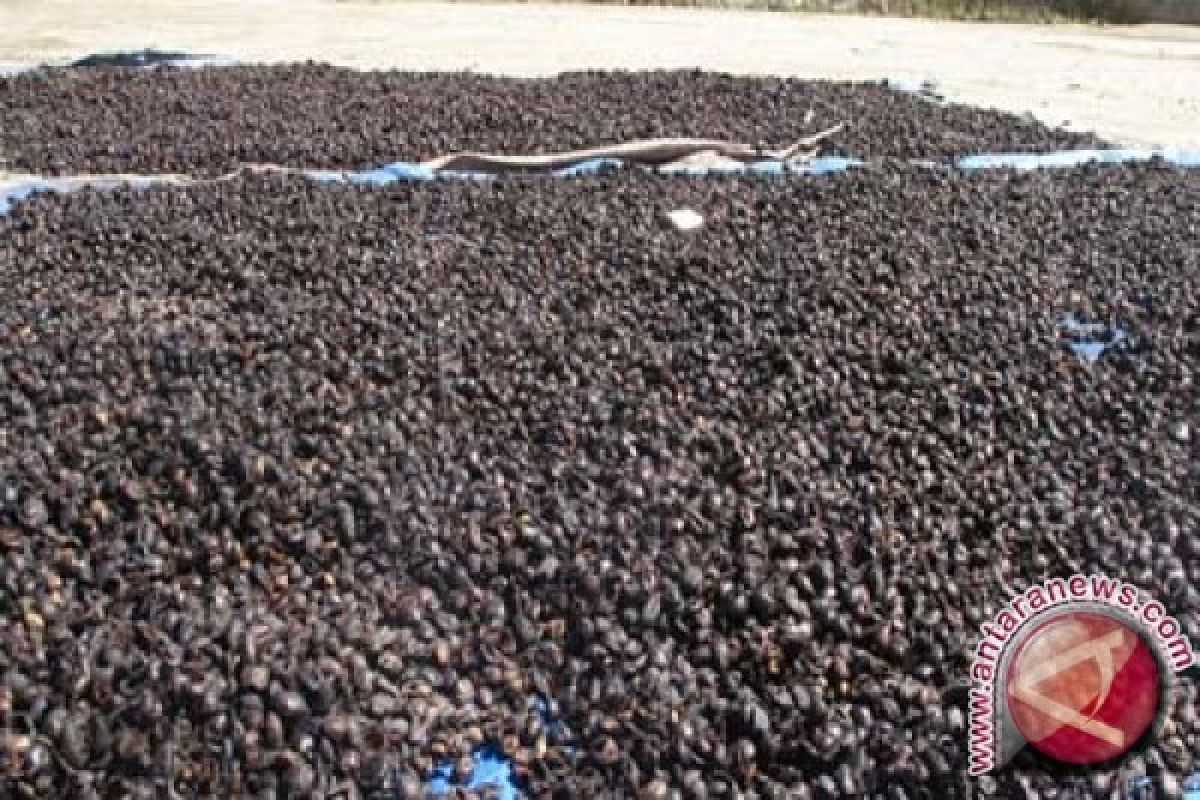  Harga kopi di Lampung Barat turun