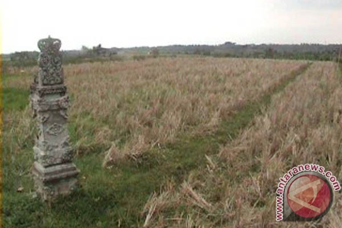 856 Hektare Sawah di Bali Kekeringan