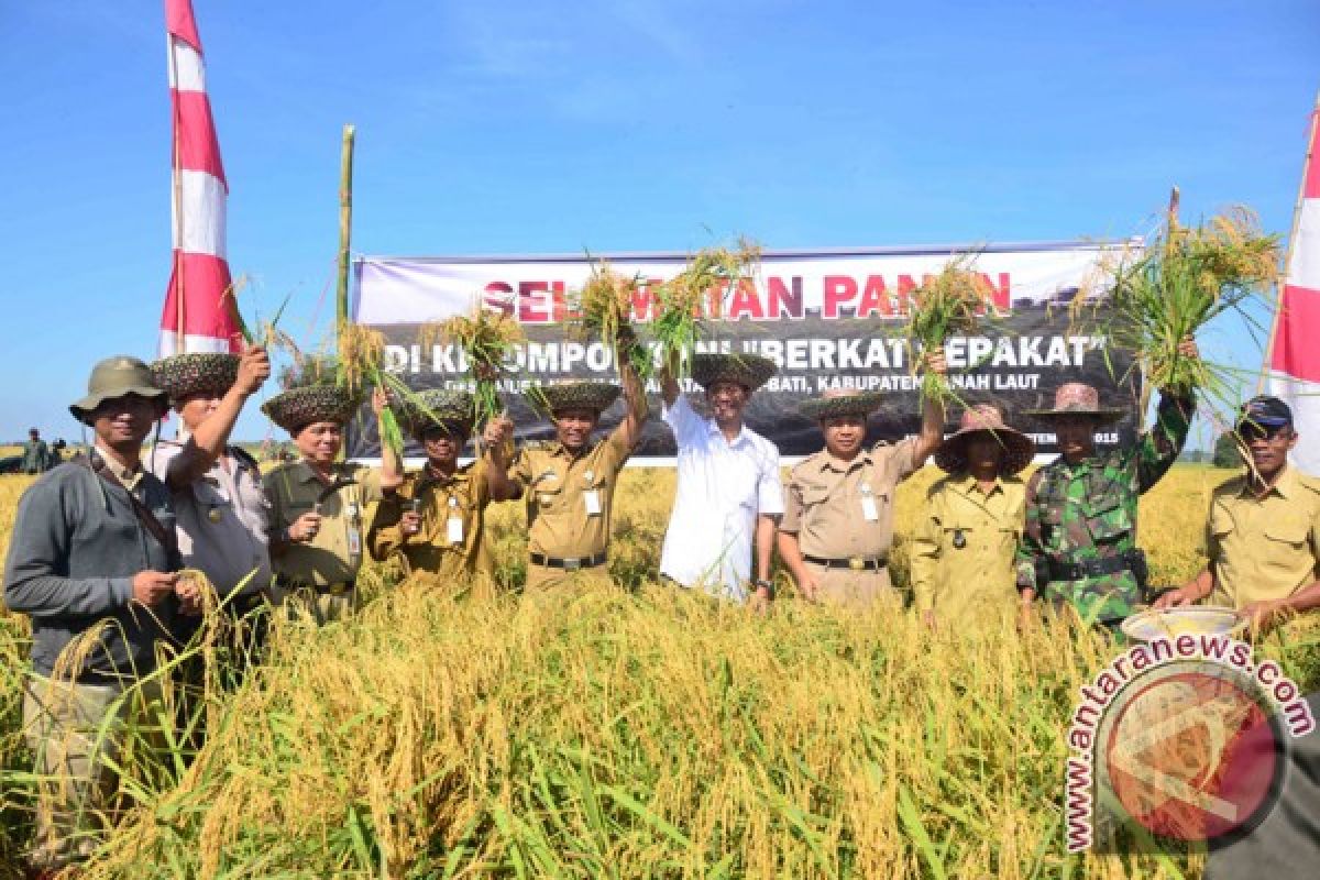 Produksi Padi Kalsel Meningkat 