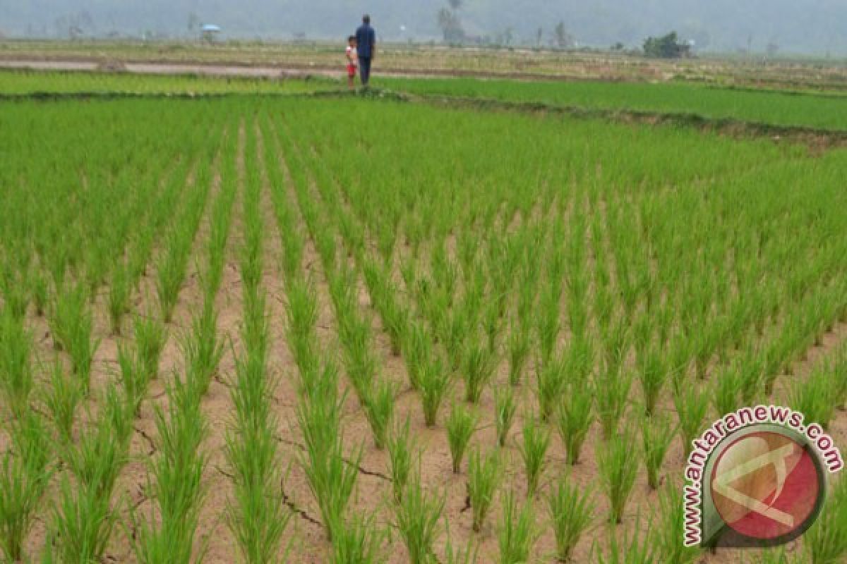 W Sumatra New Paddy Field Realization Reached 450 Hectares