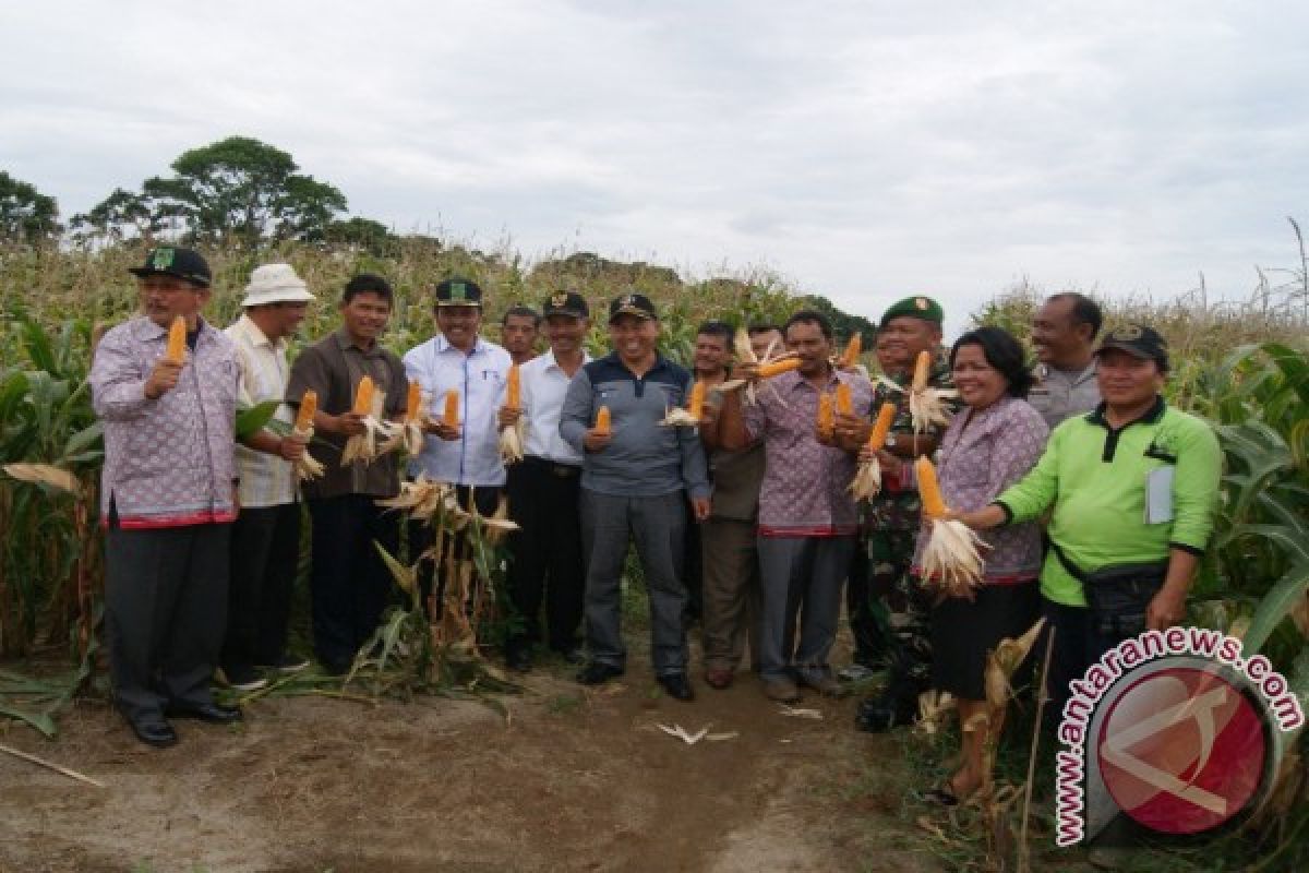 KTNA Simalungun Panen Perdana Jagung  