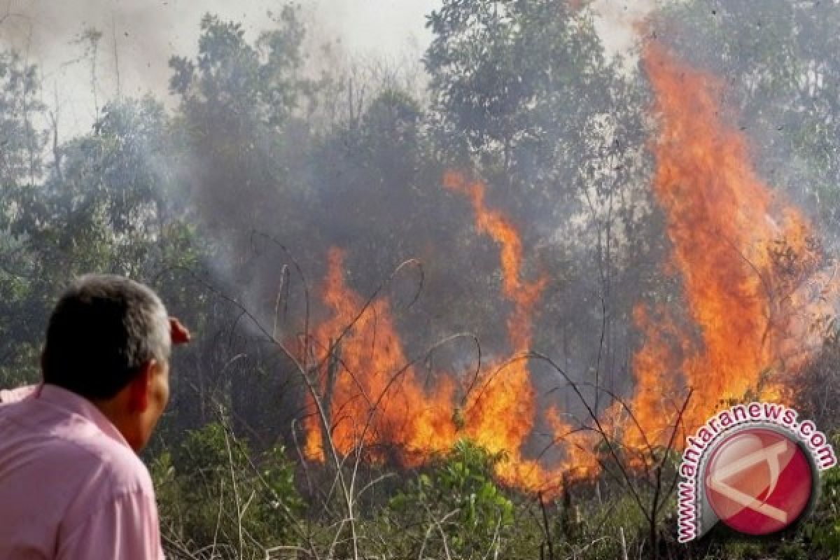 4.120 Hektare Hutan Di Sulut Hangus Terbakar 