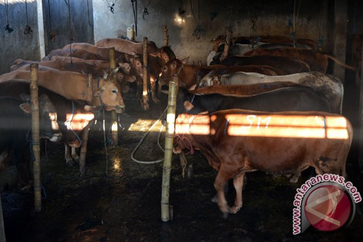 Polisi amankan 250 kilogram daging sapi gelonggongan