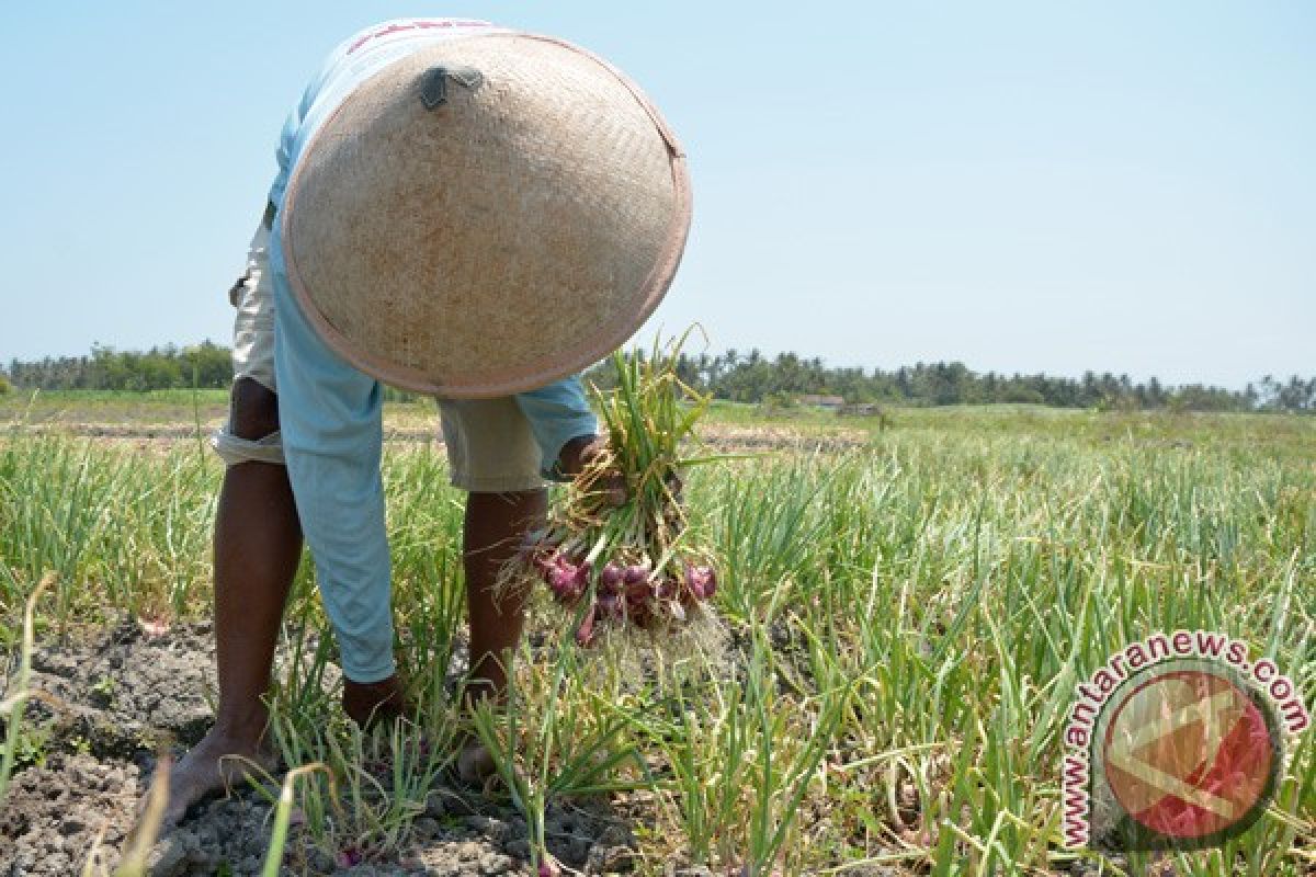 Tanaman bawang merah pesisir Bantul tidak dapat dipanen