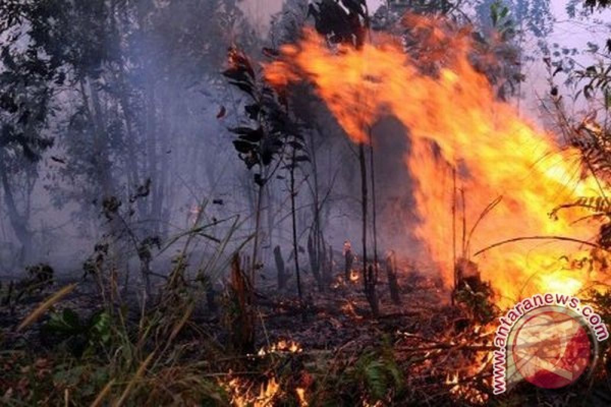 Polisi tetapkan 85 tersangka pembakar lahan 