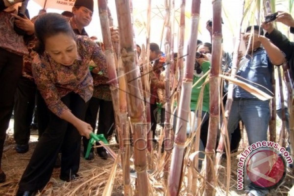 Menteri Bumn Panen Tebu di Pamekasan