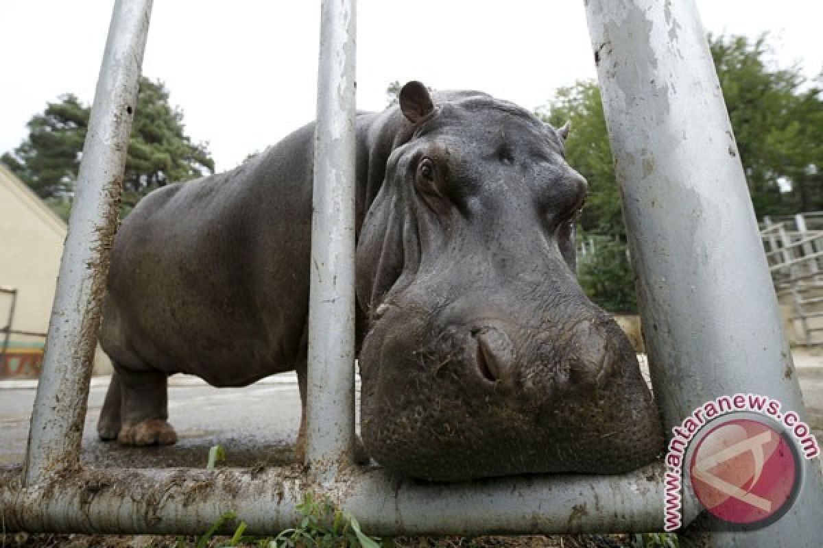 Kuda nil kerdil lahir di Taman Safari Indonesia