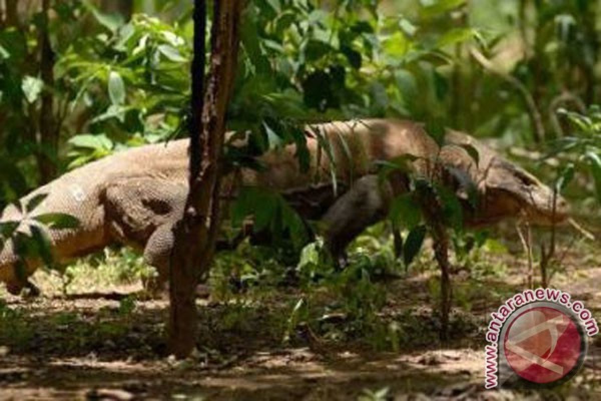 Taman Nasional Komodo Andalan NTT Tarik Wisatawan