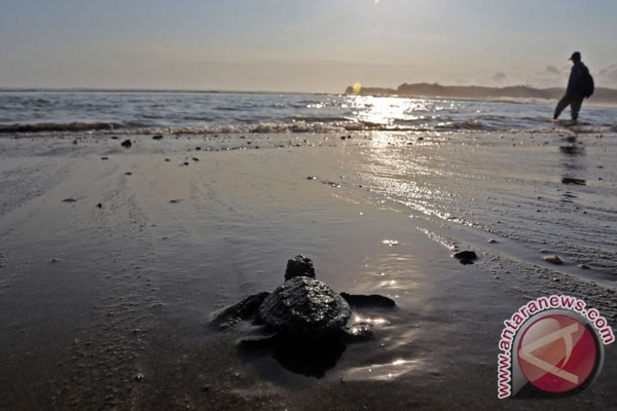 Penyu sisik mulai punah di Pulau Bangka