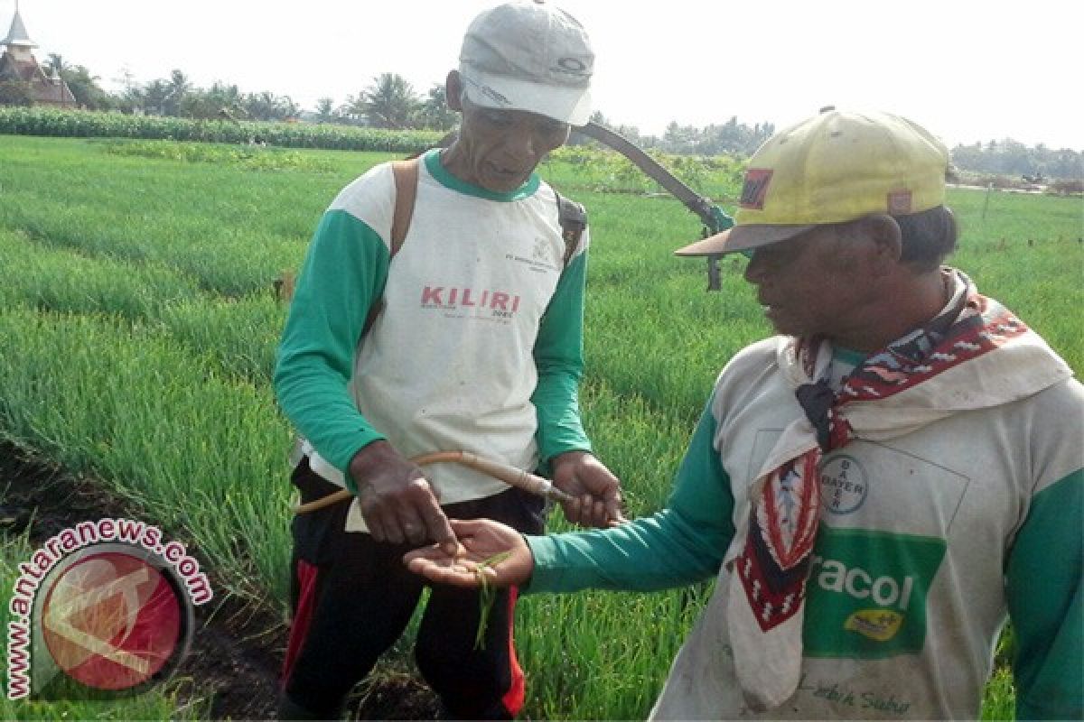 Puluhan hektare tanaman bawang merah terserang ulat 