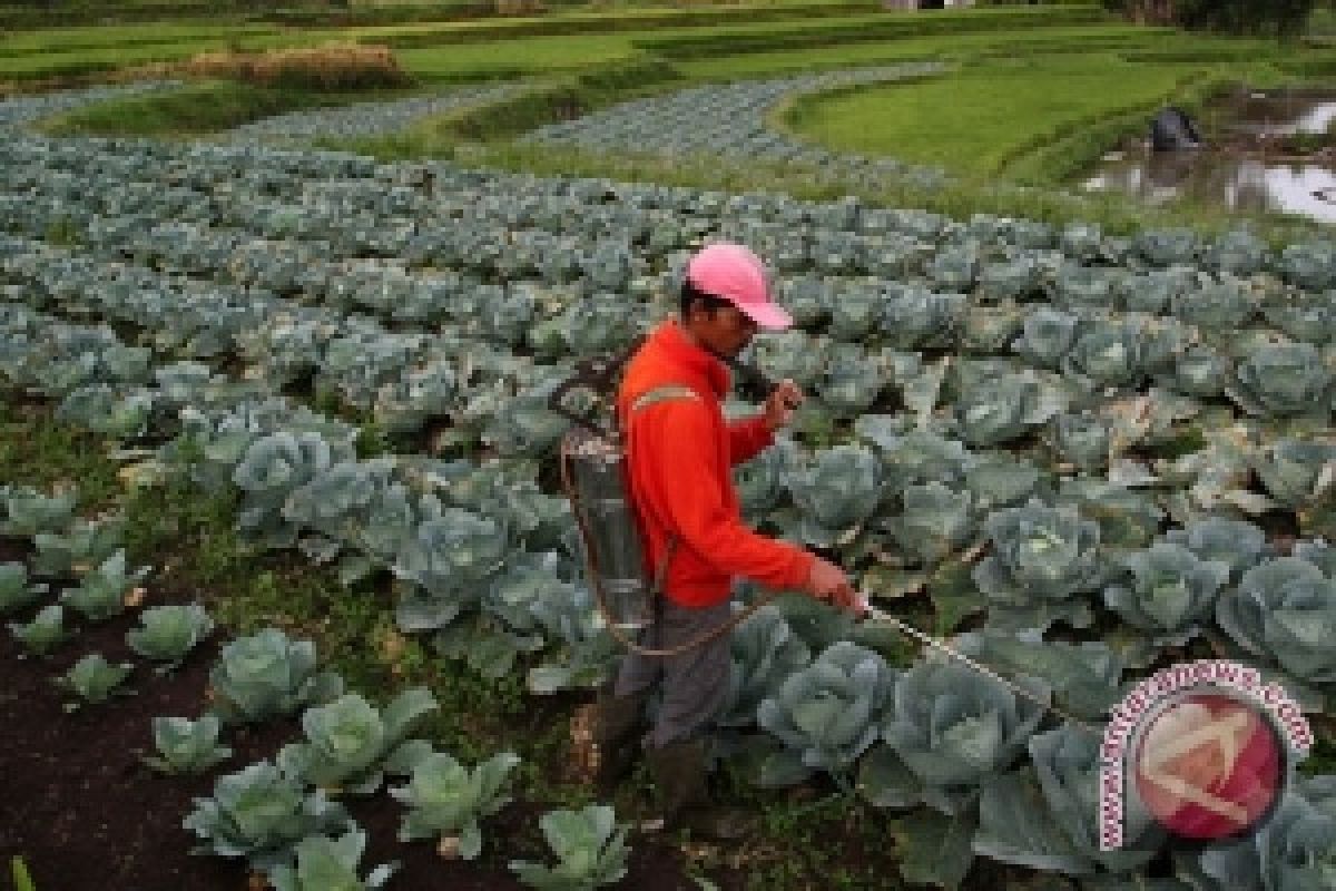 Petani Kol Buleleng Raup Keuntungan Rp3 Juta