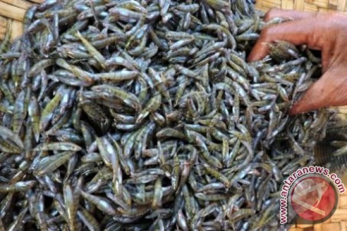 Minat Warga Gorontalo Terhadap Ikan Nike Tinggi