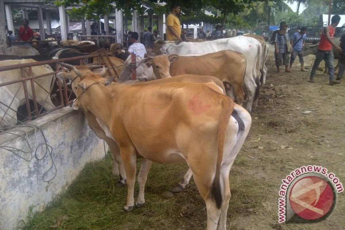 Dongkrak nilai jual hewan, Pesisir Selatan dirikan pasar ternak di Bukit Buai