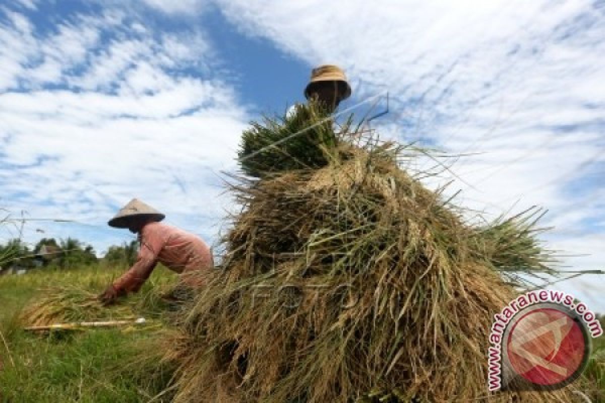 Dandim ajak petani juala gabah ke bulog