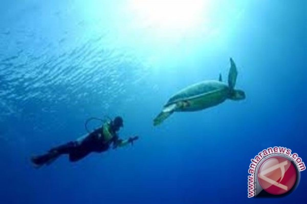 Puluhan komunitas di Jayapura ikuti lomba foto bawah laut