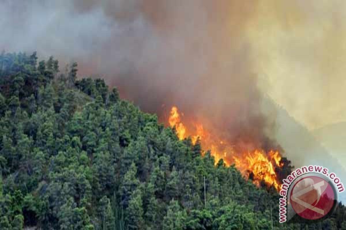 Kawasan Hutan Lindung Koba Bangka Tengah Terbakar