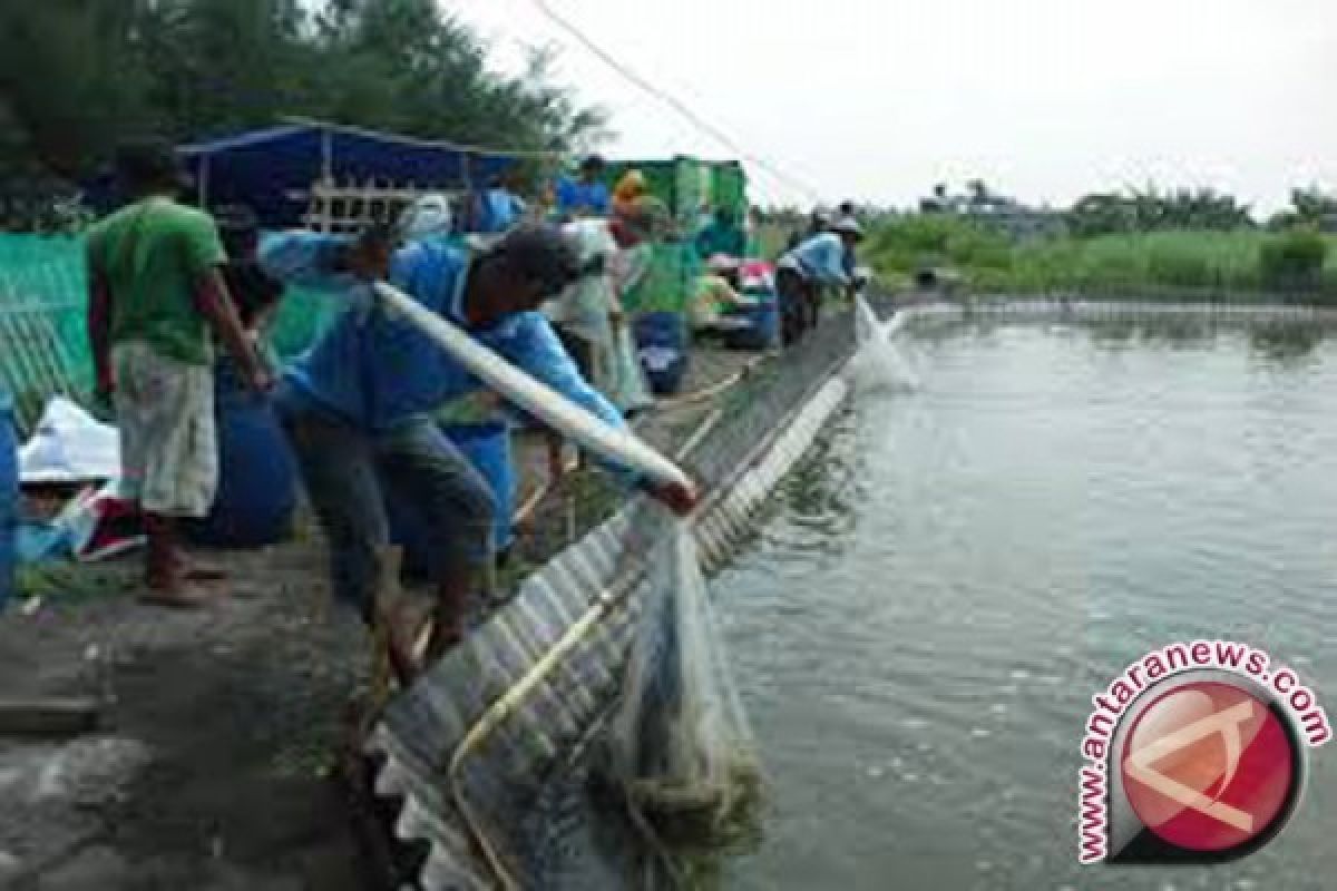 1.833 Hektare Tambak Udang Menuai Hasil