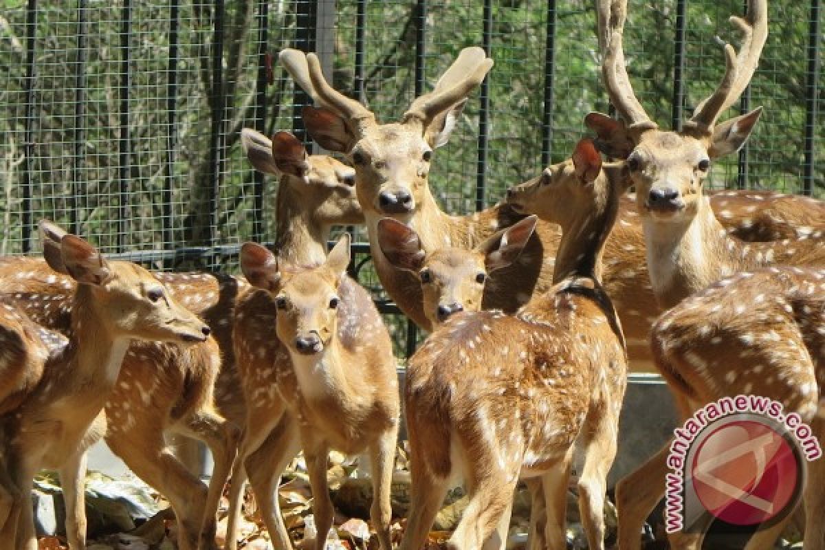 Rusa Totol Di Kantor Gubernur Gorontalo Mati