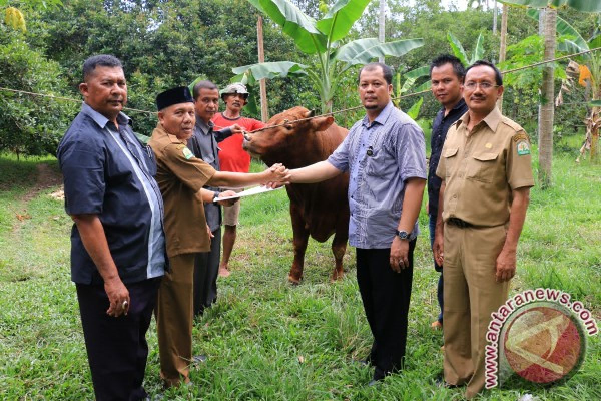 Presiden Jokowi Salurkan Qurban 800 kg Untuk Aceh