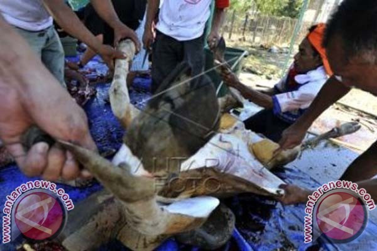 Pakar: Daging Kurban Jangan Dibungkus Kresek Hitam