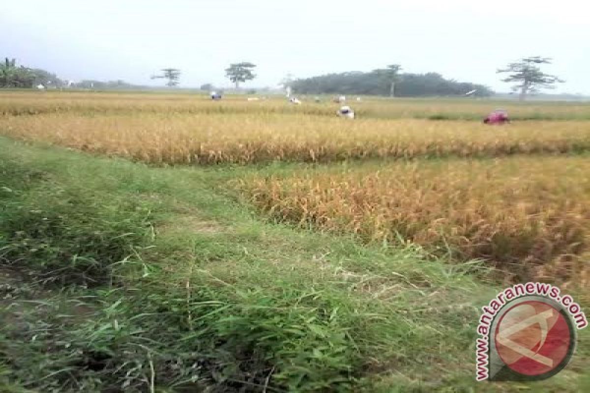 175 hektare lahan tambang emas dijadikan sawah