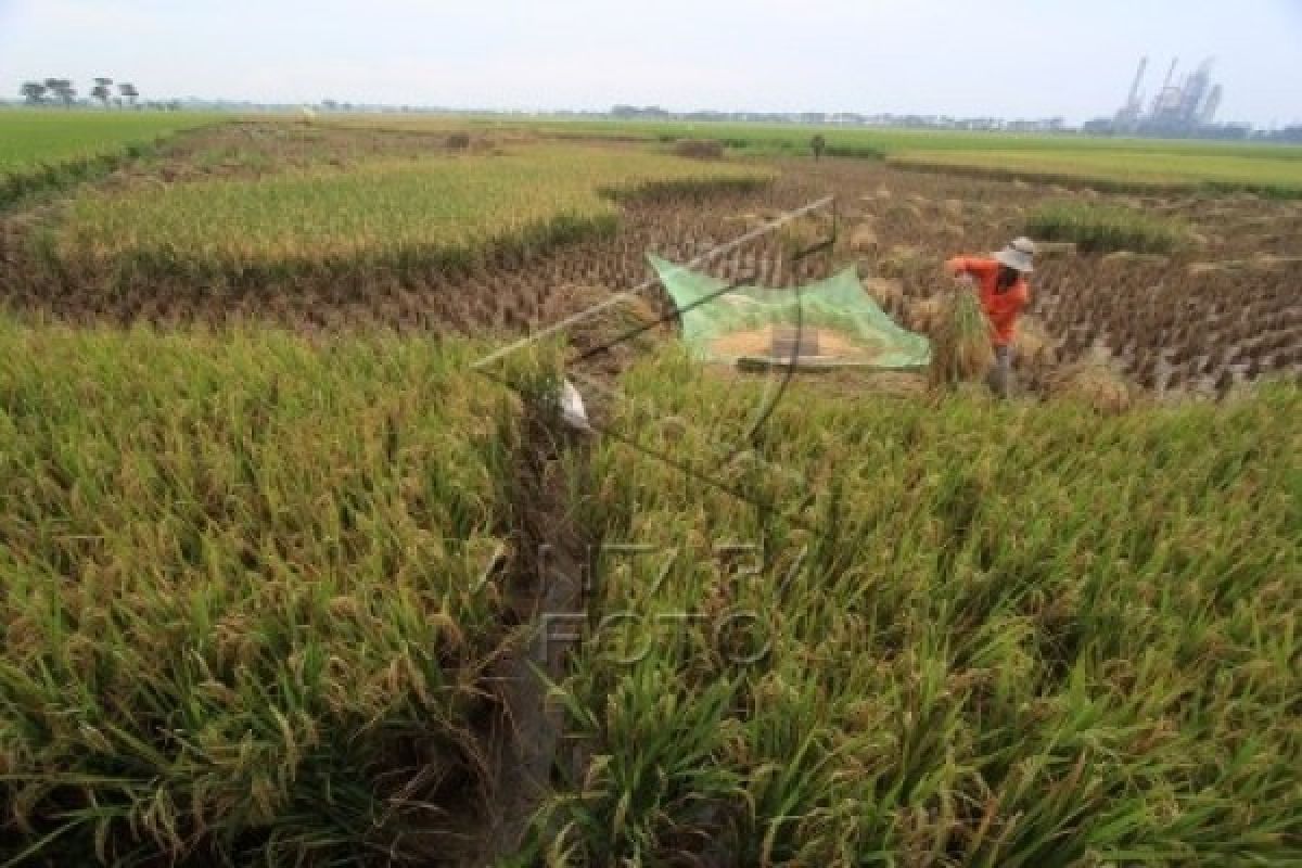 Bulog Optimistis Target Penyerapan Beras Terlampaui
