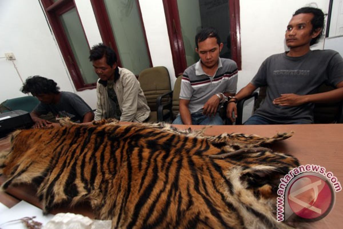 Polisi ringkus tiga tersangka pemburu harimau sumatera
