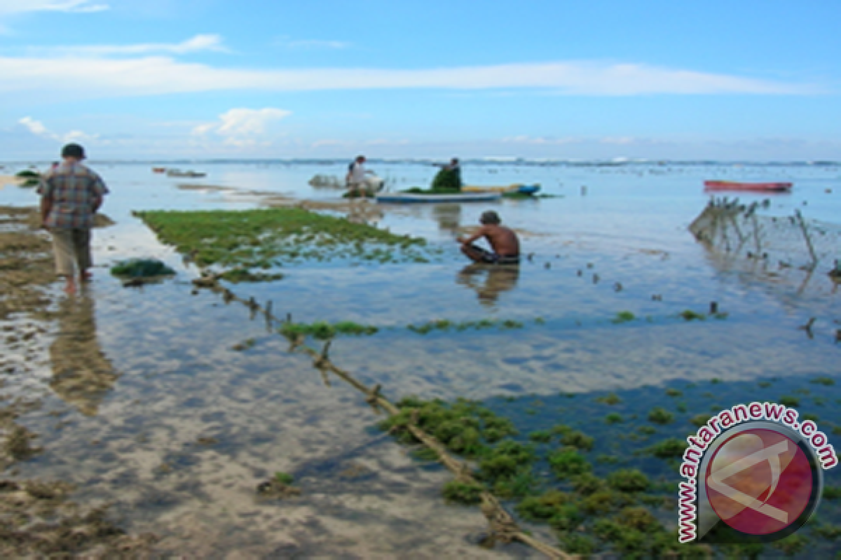 Nelayan Harapkan Kepastian Pasar Rumput Laut