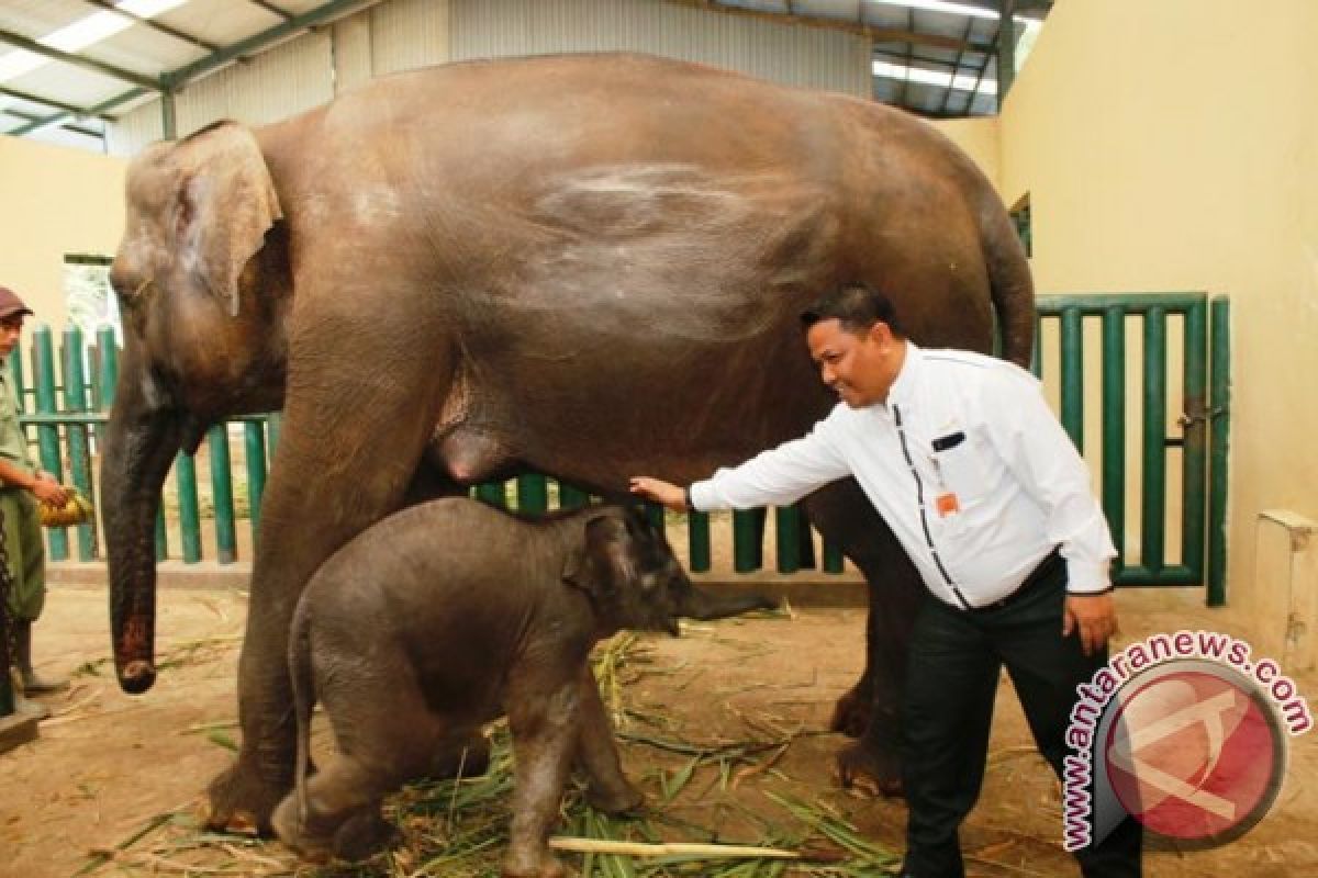 Lagi, Saksi Kematian Gajah 'Yongki' Diperiksa