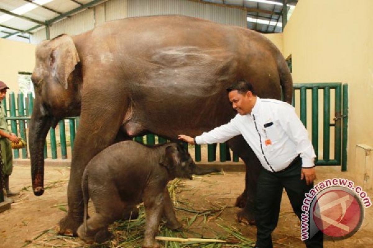 TSI Kembangkan Program Orang Tua Asuh Satwa