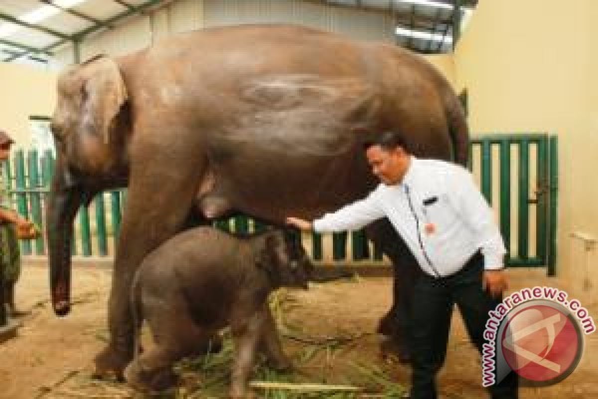 TSI Kembangkan Program Orang Tua Asuh Satwa