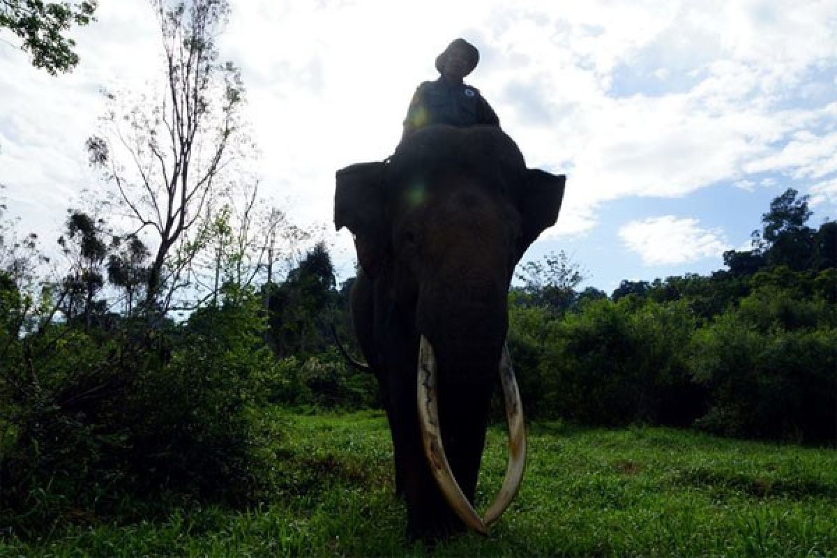 Siapa Bunuh Gajah "Yongki" di TNBBS?