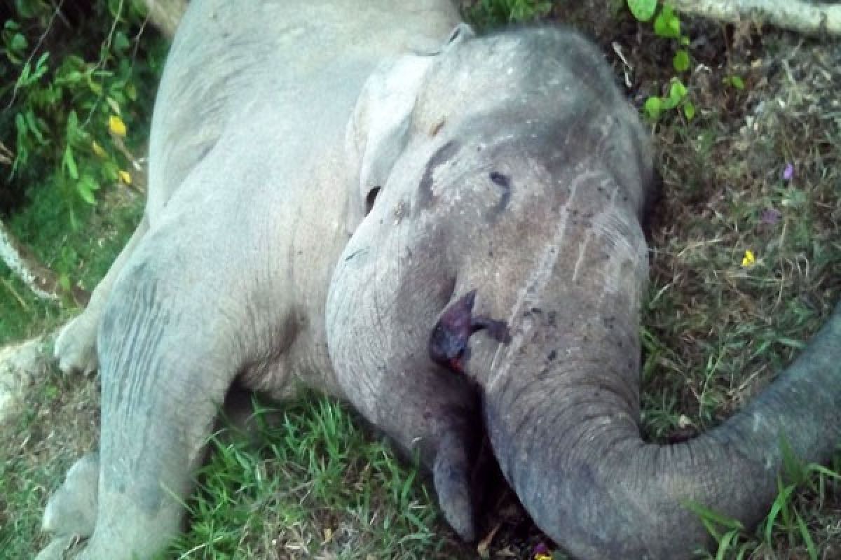 Beginilah Kondisi Gajah "Yongki" Diduga Dibunuh
