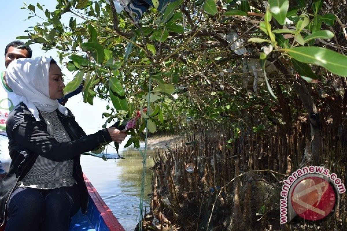 Sampah Plastik Ancam Hutan Mangrove Pamurbaya