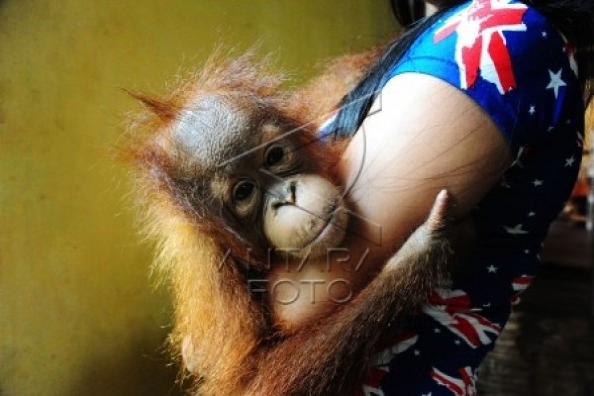Seorang Guru Serahkan Orangutan Peliharaannya Kepada BKSDA