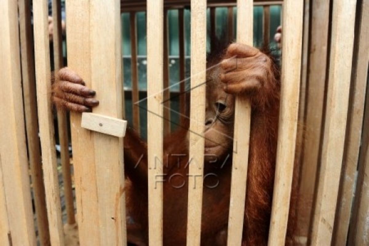 Raja Sanggau Siap Serahkan Orangutan