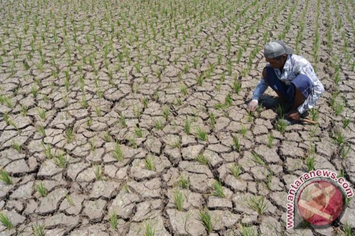 Kekeringan di Tulungagung Picu Peningkatan Potensi Gagal Panen