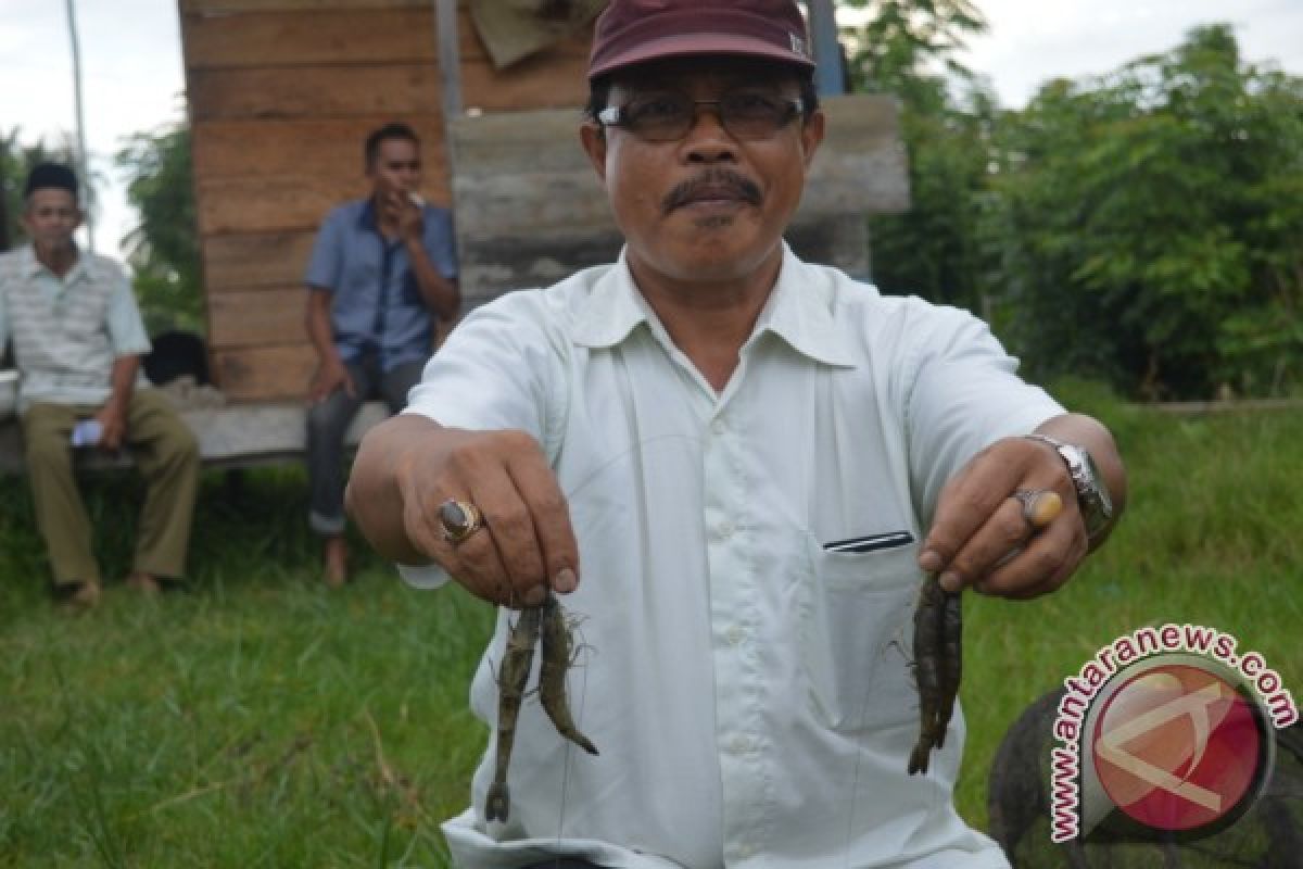 Petani Tambak Udang Butuh Pendampingan Pemerintah