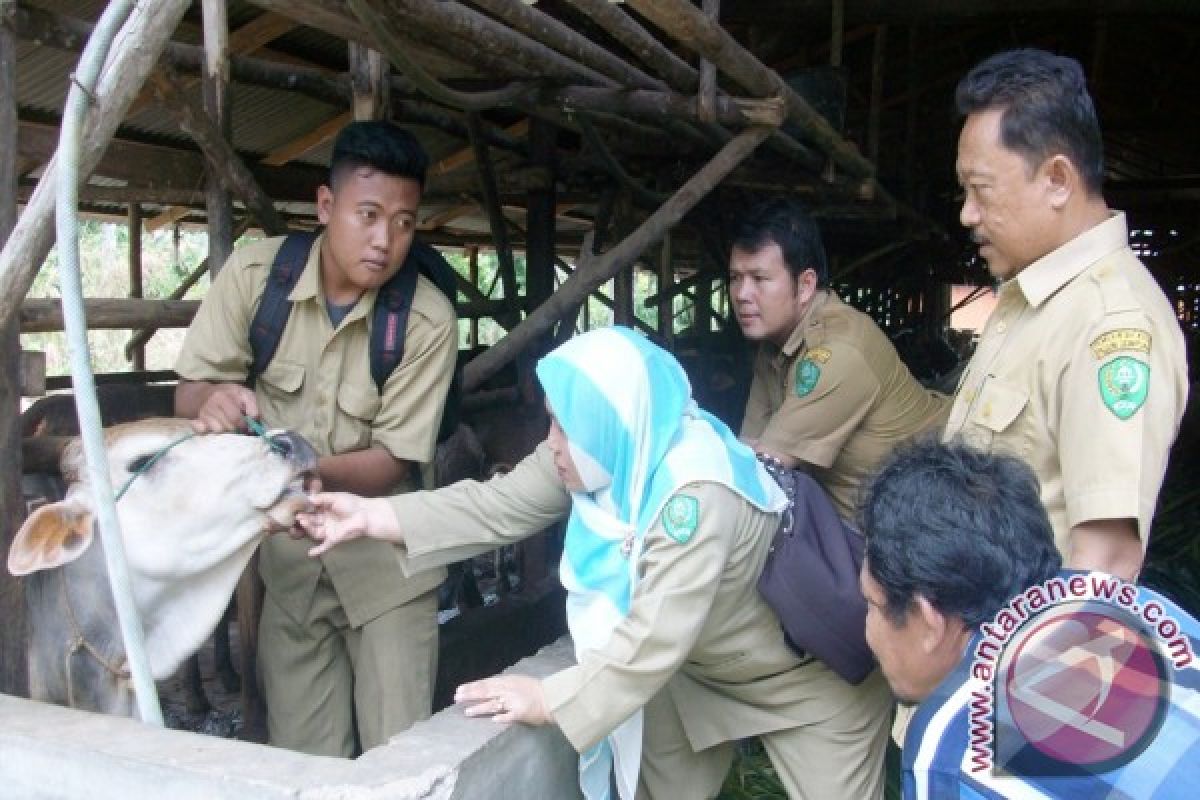 Pemkot Padangsidimpuan Periksa Hewan Kurban 