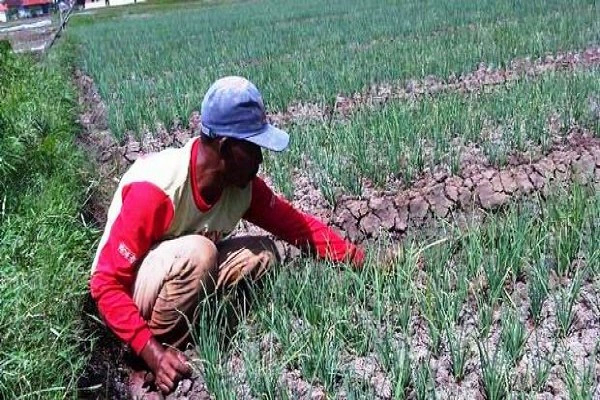 KTNA Banten Dorong Petani Kembangkan Bawang Merah