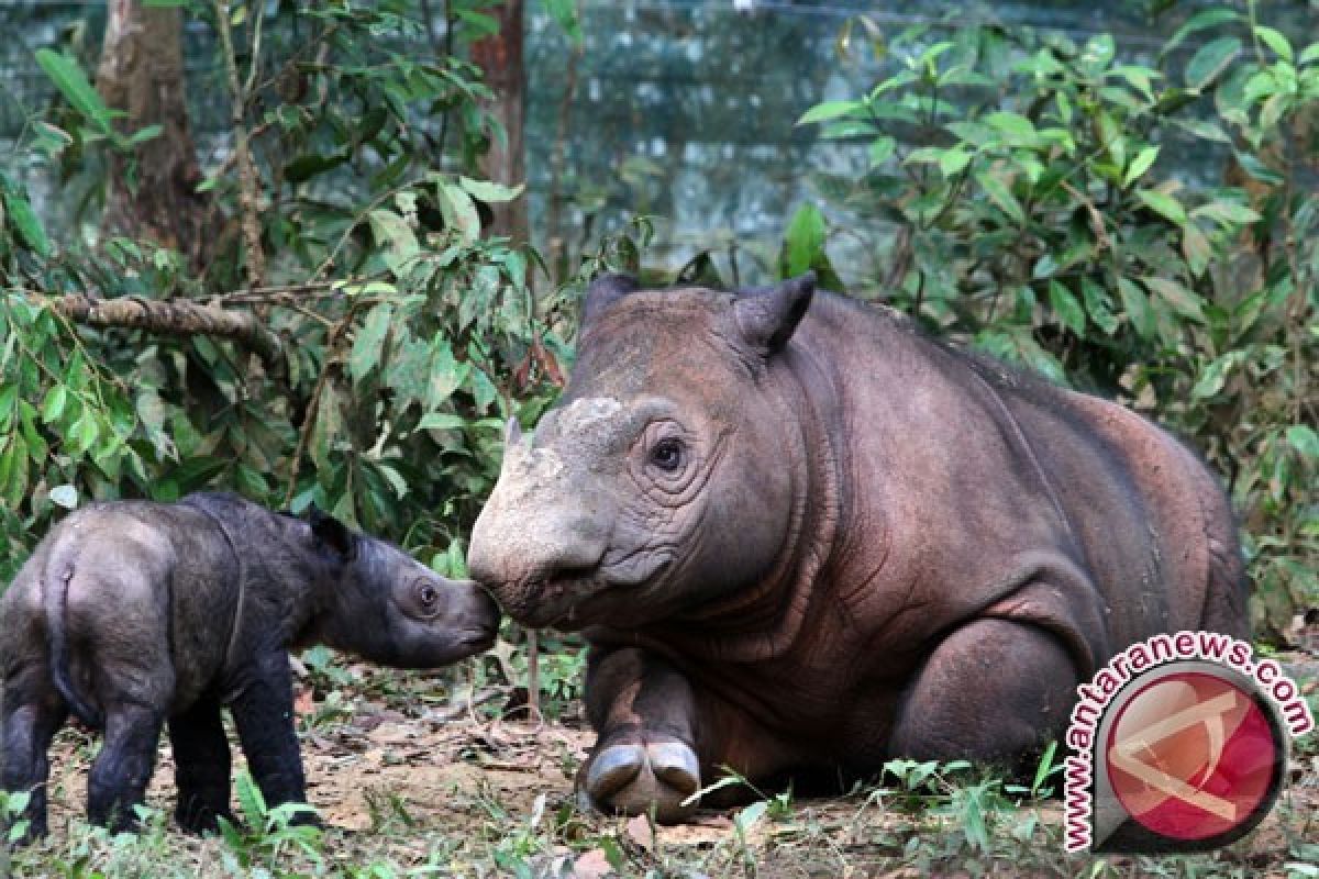 WWF: Tubuh Badak Najaq Dijadikan Bahan Penelitian