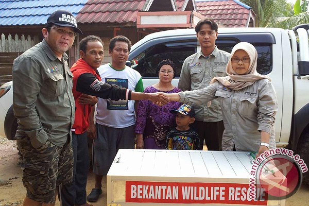 Bekantan Terpanggang Akibat Kebakaran Hutan Dan Lahan